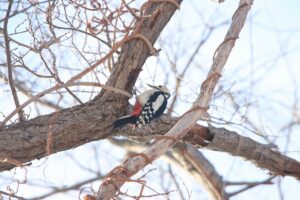 アカゲラ2025年1月26日
