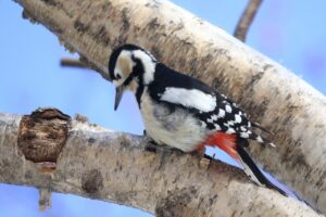 アカゲラ雌2025年1月5日