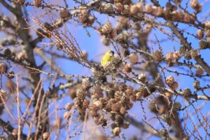 マヒワ雄2025年1月13日カラマツ