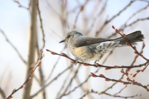 ヒヨドリ2025年1月26日