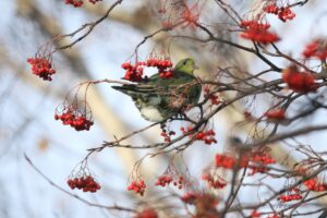 アオバト2025年1月5日