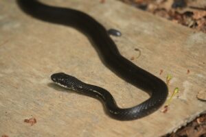 シマヘビ2025年1月5日カラスヘビ