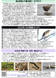 アカゲラ通信2025年1月号裏