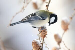 シジュウカラ2025年1月13日