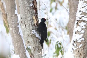 クマゲラ雌2025年1月13日