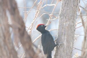 クマゲラ2025年1月26日