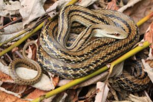 シマヘビ2025年1月5日