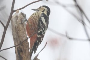 オオアカゲラ雌2025年1月5日