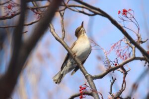 シロハラ2025年1月13日1
