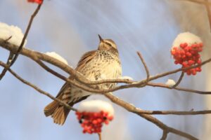ツグミ2025年1月13日