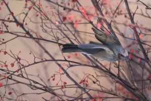 ヒヨドリ2025年１月5日
