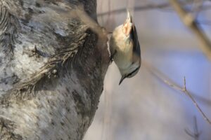 ゴジュウカラ2025年1月5日逆さ