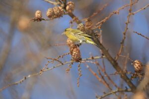 マヒワ2025年1月26日