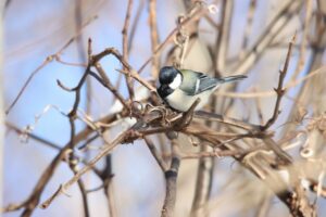 シジュウカラ2025年1月19日