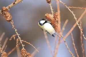 シジュウカラ2025年1月26日