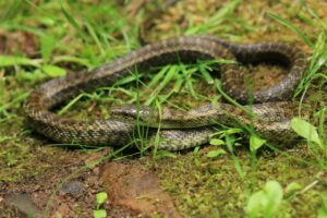 アオダイショウ2025年1月5日巳年