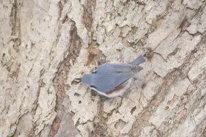 ゴジュウカラ2025年1月19日