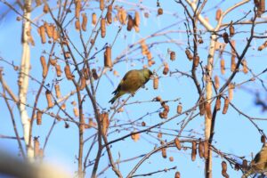 カワラヒワ2025年1月5日シラカンバの種子を食べる