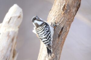 コゲラ2025年1月13日