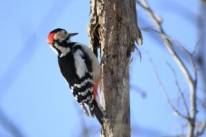 アカゲラ雄2025年1月5日