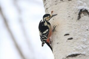 オオアカゲラ雌2025年1月13日