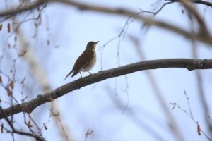 シロハラ2025年1月5日記念樹の森にて