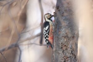 オオアカゲラ雌2025年1月19日