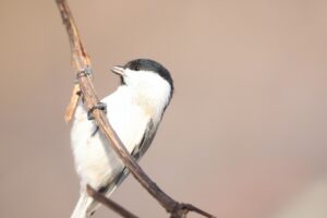 ハシブトガラ2025年1月13日