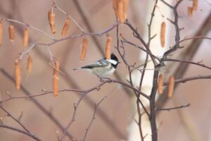 ヒガラ2025年1月26日
