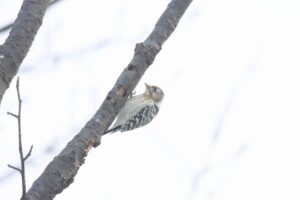 コゲラ2025年1月26日
