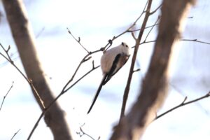 シマエナガ2025年1月5日