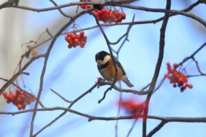 ヤマガラ2025年1月13日