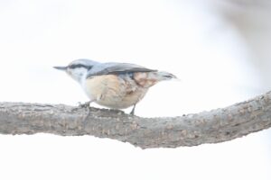 ゴジュウカラ2025年1月13日