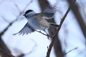 ハシブトガラ2025年1月19日