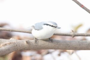 ゴジュウカラ2025年1月26日