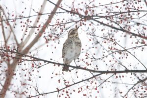 ツグミ2025年1月２6日