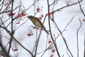 マミチャジナイ2025年1月5日記念樹の森付近