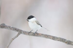 ハシブトガラ2025年1月26日