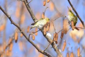 マヒワ2025年1月19日