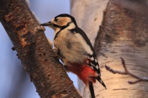 アカゲラ雌2025年1月19日