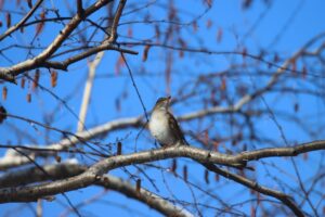シロハラ2025年1月19日