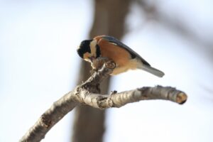 ヤマガラ2025年1月5日