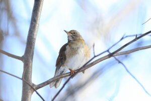 シロハラ2025年1月27日