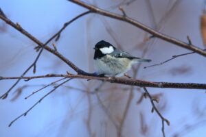 ヒガラ2025年1月13日