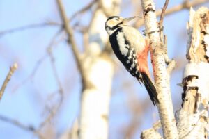アカゲラ雌2025年1月13日