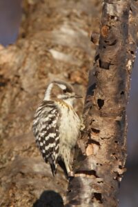 コゲラ2025年2月24日