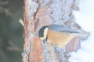 ヤマガラ2025年2月24日