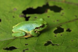ヒガシニホンアマガエル2025年2月24日2