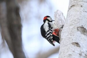 アカゲラ雄2025年2月9日