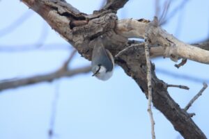 ゴジュウカラ2025年2月16日亜種シロハラゴジュウカラ